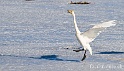 Cygne chanteur 7644